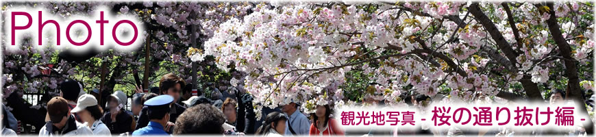 Photograph（観光写真）大阪造幣局-桜の通り抜け-