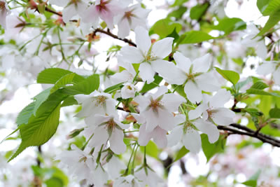 大島桜（おおしまざくら）