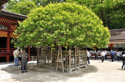 太宰府天満宮（飛梅）