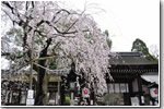 平野神社