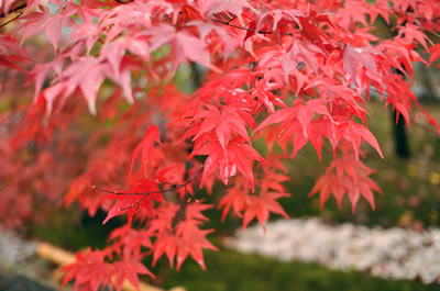 禅林寺（永観堂）