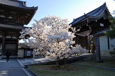 仁和寺