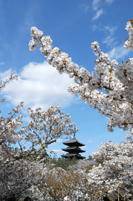 仁和寺（御室桜）