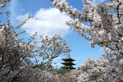 仁和寺（御室桜）