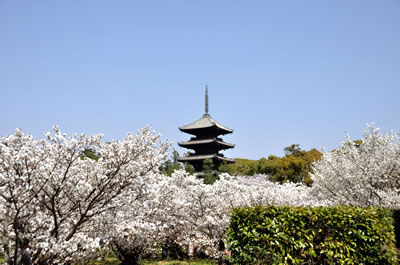 仁和寺