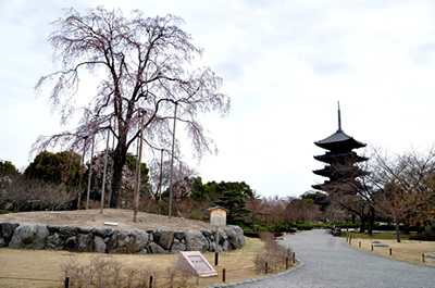 東寺（不二桜）