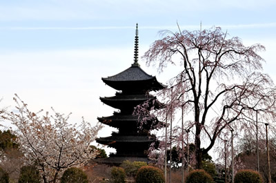 東寺（不二桜）