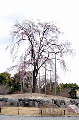 東寺（不二桜）