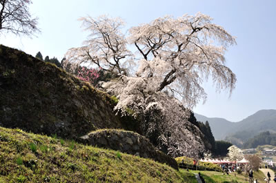 又兵衛桜（本郷の瀧桜）