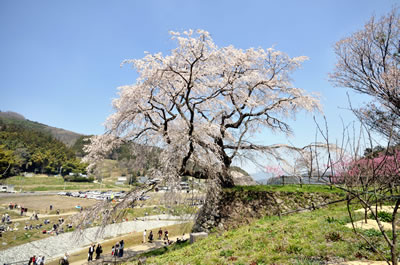 又兵衛桜（本郷の瀧桜）