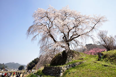 又兵衛桜（本郷の瀧桜）