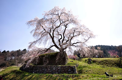 又兵衛桜（本郷の瀧桜）