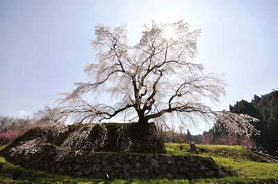 又兵衛桜（本郷の瀧桜）