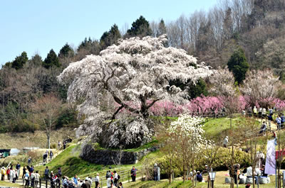 又兵衛桜（本郷の瀧桜）