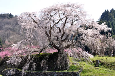 又兵衛桜（本郷の瀧桜）