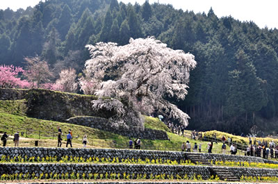 又兵衛桜（本郷の瀧桜）