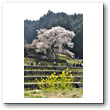 又兵衛桜（本郷の瀧桜）