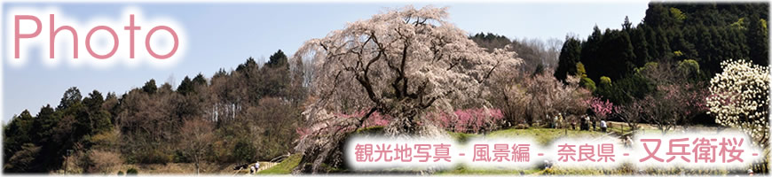 Photograph（観光写真）風景編-又兵衛桜の写真-