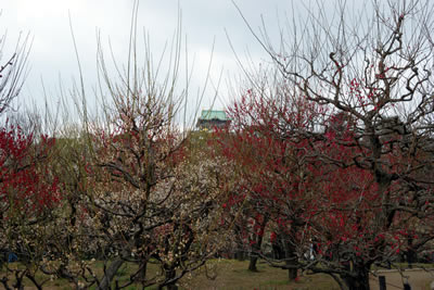 大阪城（梅林）