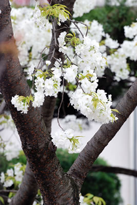 千原桜（ちはらざくら）