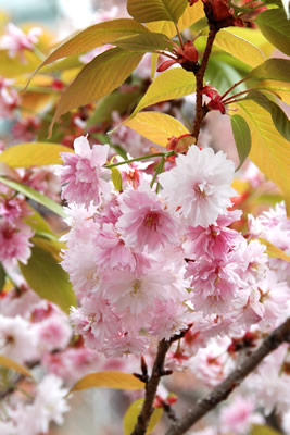 御信桜（ごしんざくら）