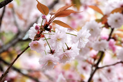 日吉桜（ひよしざくら）