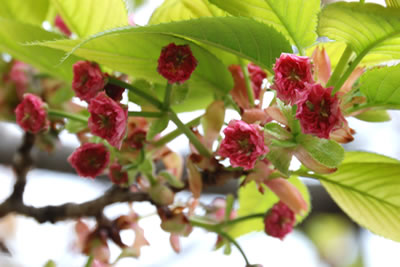 兼六園菊桜（けんろくえんきくざくら）