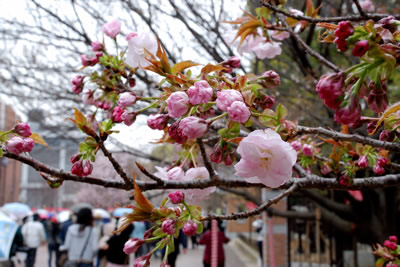 高台寺（こうだいじ）