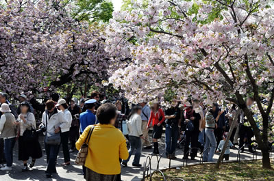 大阪造幣局桜の通り抜け