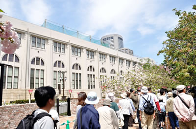 大阪造幣局桜の通り抜け