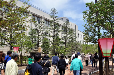大阪造幣局桜の通り抜け