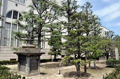 大阪造幣局桜の通り抜け