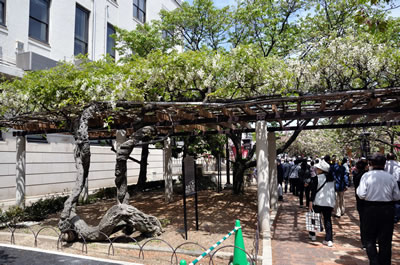 大阪造幣局桜の通り抜け