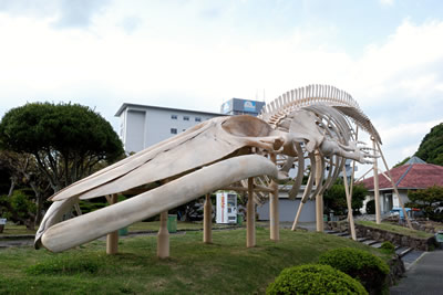 太地町（くじら博物館）